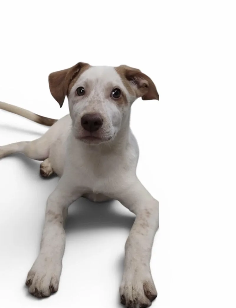 A baby medium-sized male Shepherd dog named Dominick for adoption in Berwick, PA