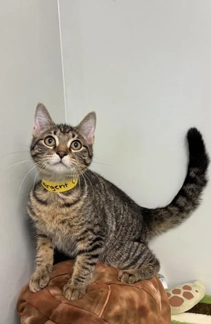 A baby medium-sized male Domestic Short Hair cat named Sargent for adoption in Picayune, MS