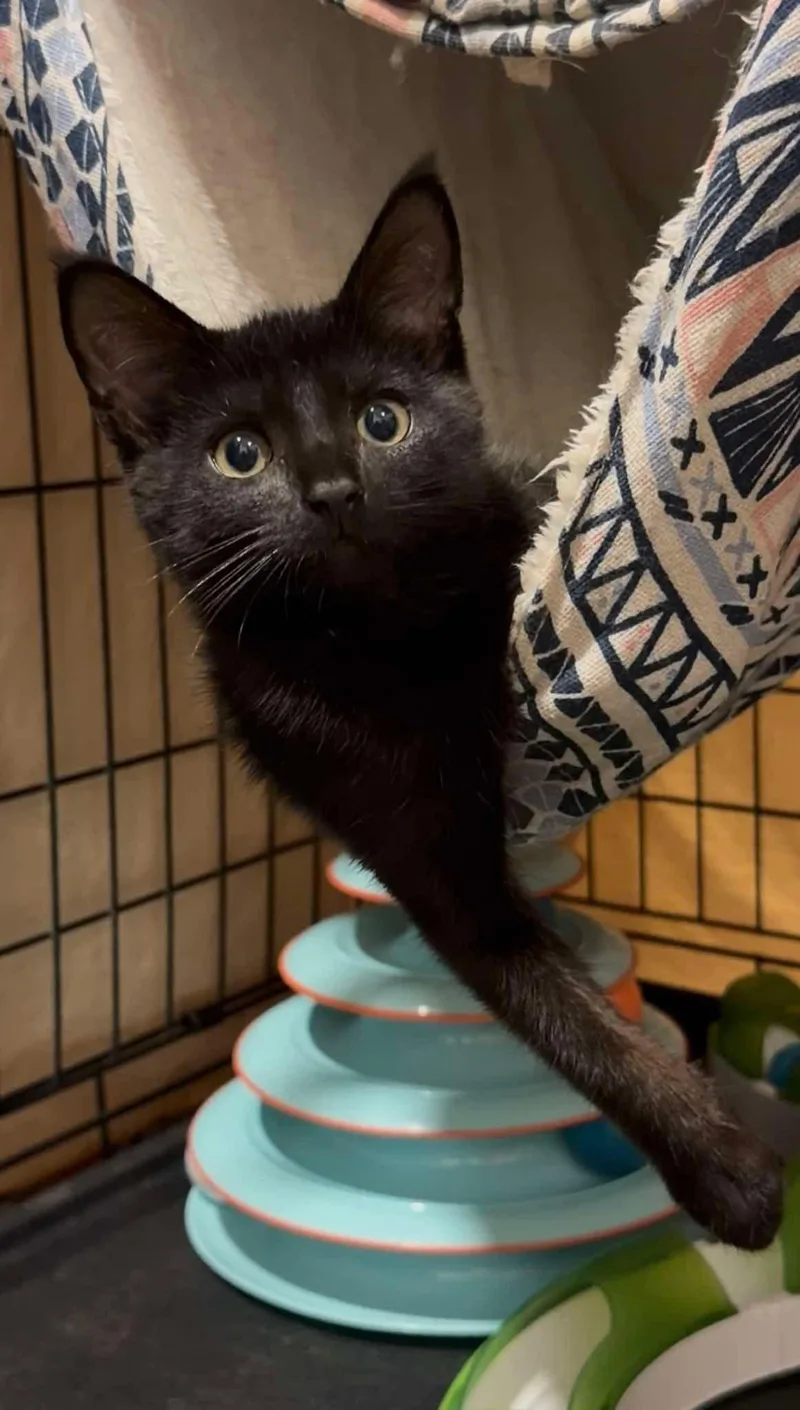 A baby medium-sized female Black Domestic Short Hair cat named Clara for adoption in North Haledon, NJ