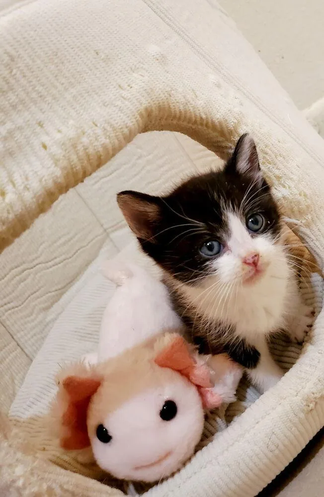 A baby small-sized male Black & White / Tuxedo Domestic Short Hair cat named Petrie for adoption in Shawnee, OK