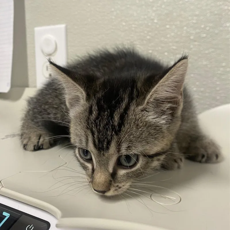 A baby medium-sized female Domestic Short Hair cat named Risotto for adoption in Fall River, MA