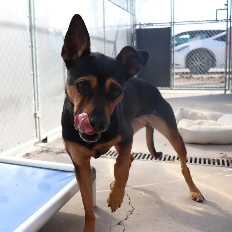 An adult medium-sized female Black German Pinscher dog named Harley for adoption in Springfield, IL