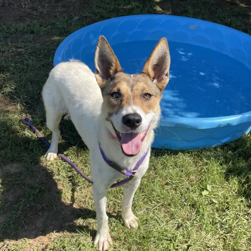 A young medium-sized female White / Cream Mixed Breed dog named Florabell for adoption in Chattanooga, TN