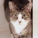 An adult medium-sized female Tabby (Brown / Chocolate) Domestic Short Hair cat named Bertha for adoption in Hilliard, OH