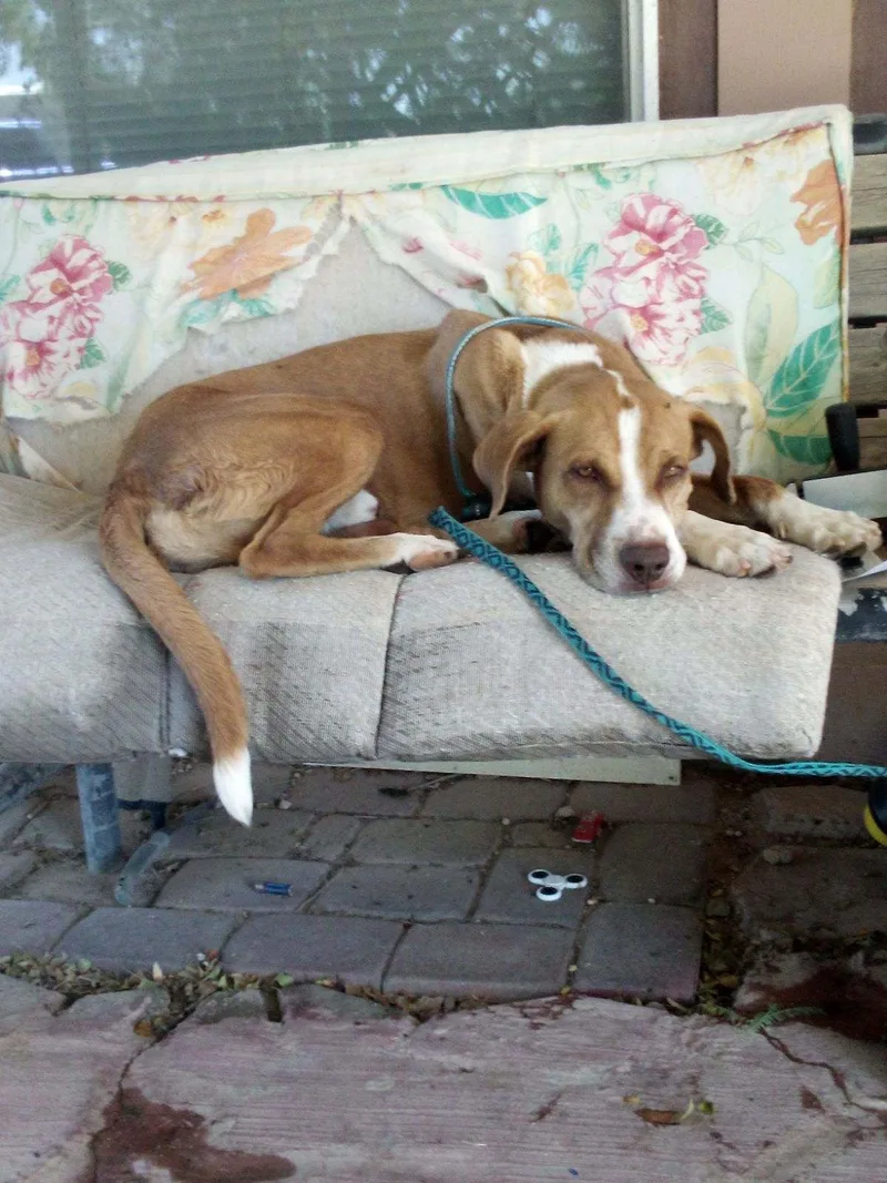 Mr. Barkington thumbnail 2