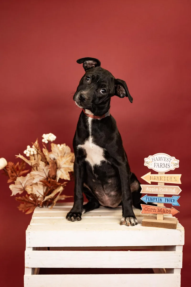 A baby medium-sized female Australian Cattle Dog / Blue Heeler dog named 785-26 for adoption in Brighton, CO