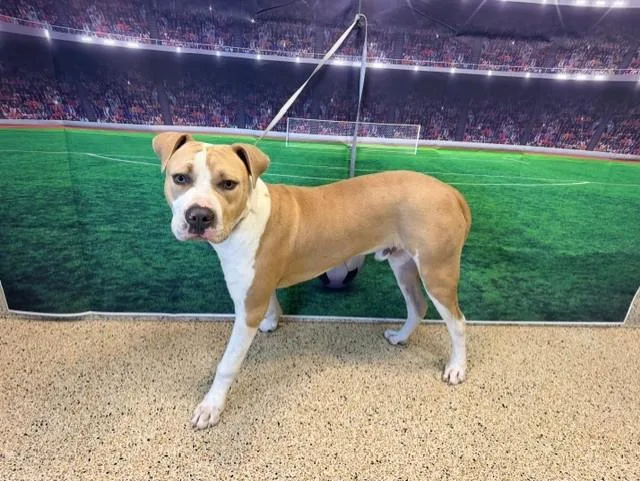 A young large-sized male American Bulldog dog named Bingo for adoption in Miami, FL