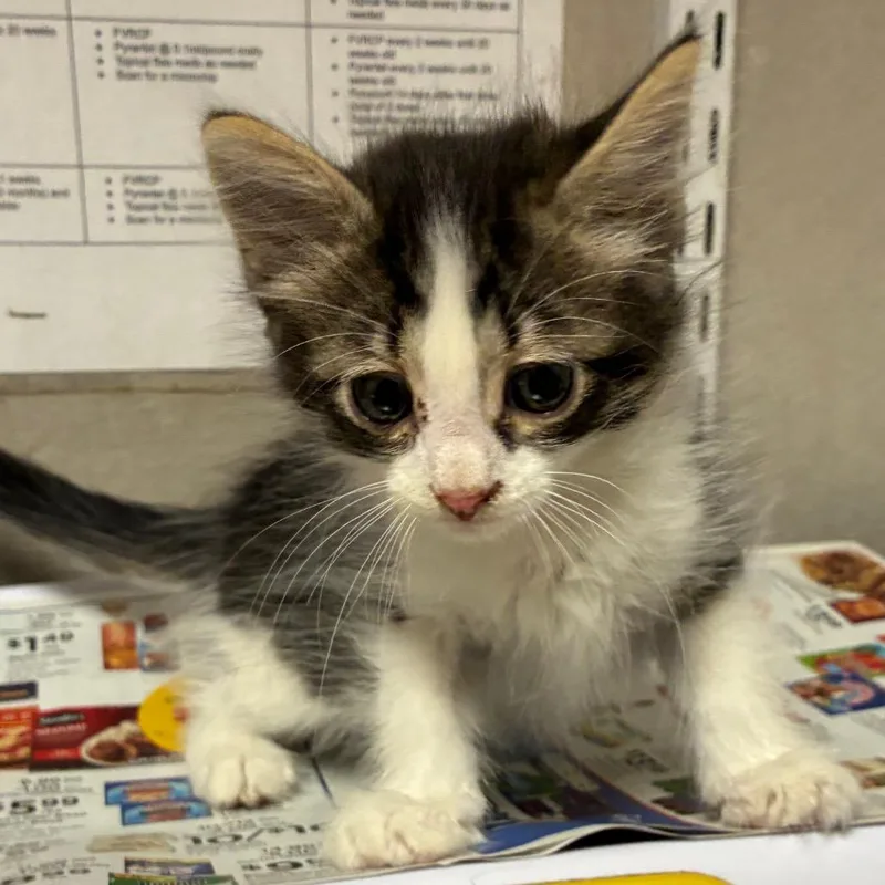 A baby small-sized male Black Domestic Short Hair cat named Garfunkel for adoption in Yuma, AZ