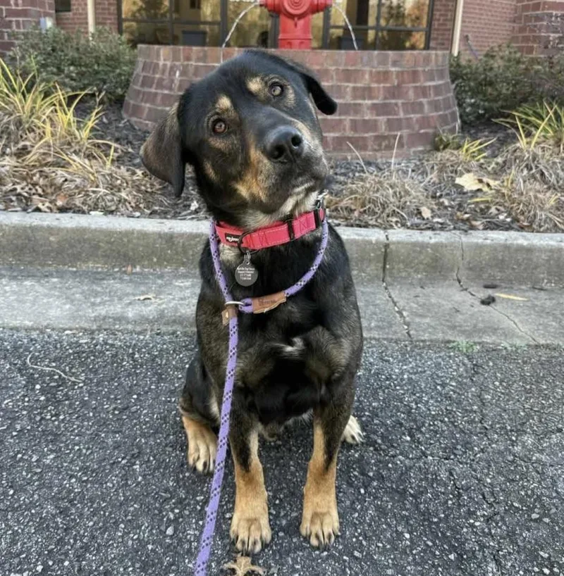 Bear Bryant thumbnail 2