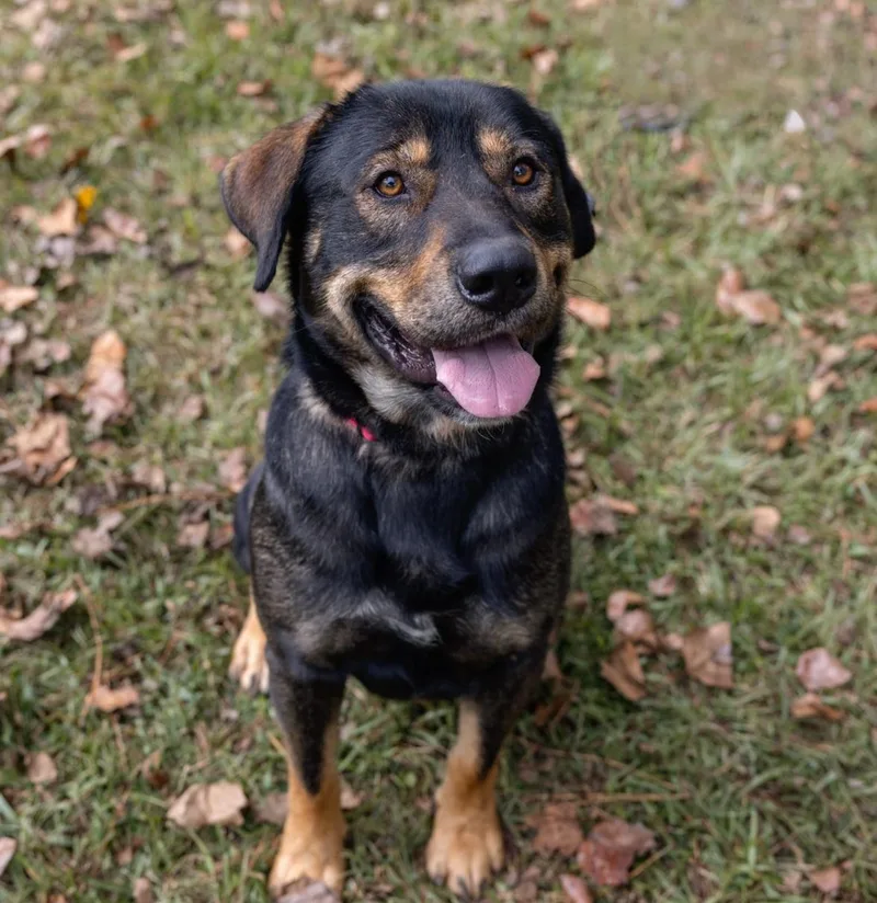 Bear Bryant thumbnail 3