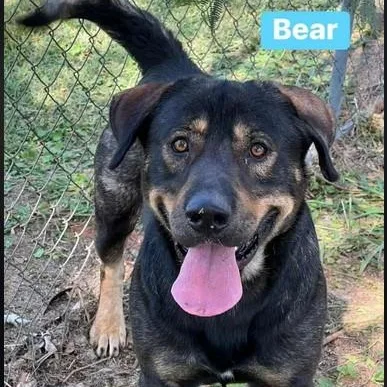 An adult large-sized male Shepherd dog named Bear Bryant for adoption in Roswell, GA
