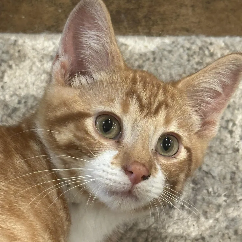 A baby medium-sized male Tabby (Orange / Red) Domestic Short Hair cat named Mario for adoption in Sauk City, WI