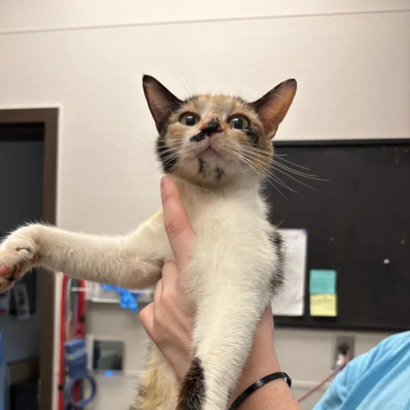 An adult medium-sized female Calico Domestic Short Hair cat named Moosh for adoption in Columbiana, AL