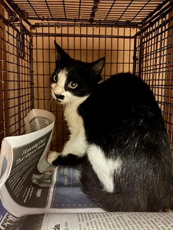 A baby small-sized female Domestic Short Hair cat named Nefertari Vivi for adoption in Austin, TX