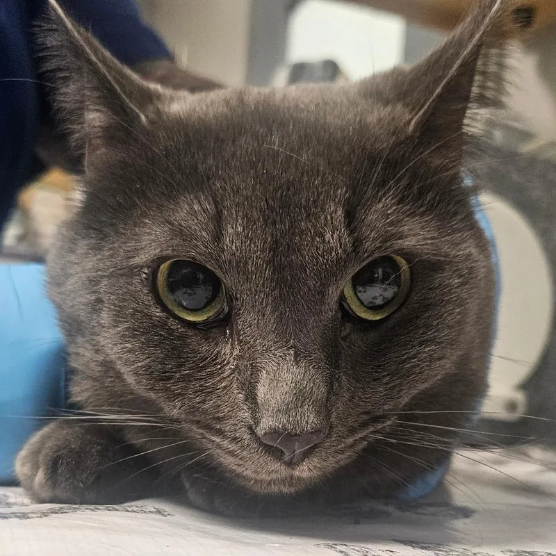 An adult small-sized male Smoke Domestic Short Hair cat named Horizon for adoption in Greenville, SC