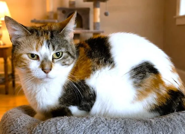 A young medium-sized female Calico Turkish Van cat named Miss Aberdeen Majestic for adoption in Danbury, CT