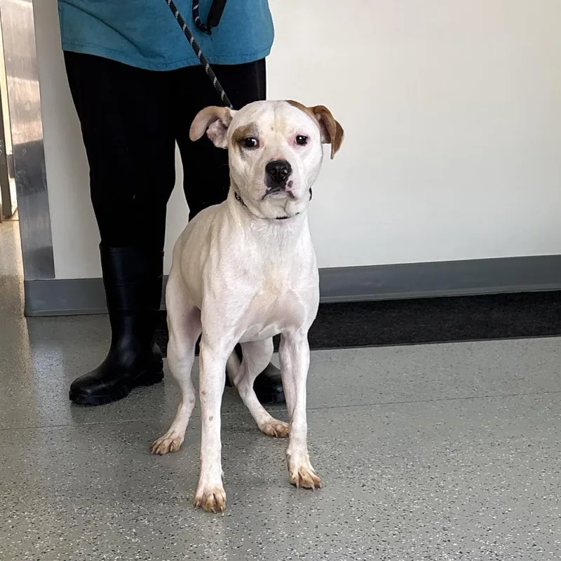 An adult medium-sized male White / Cream Terrier dog named Stingray for adoption in Galax, VA