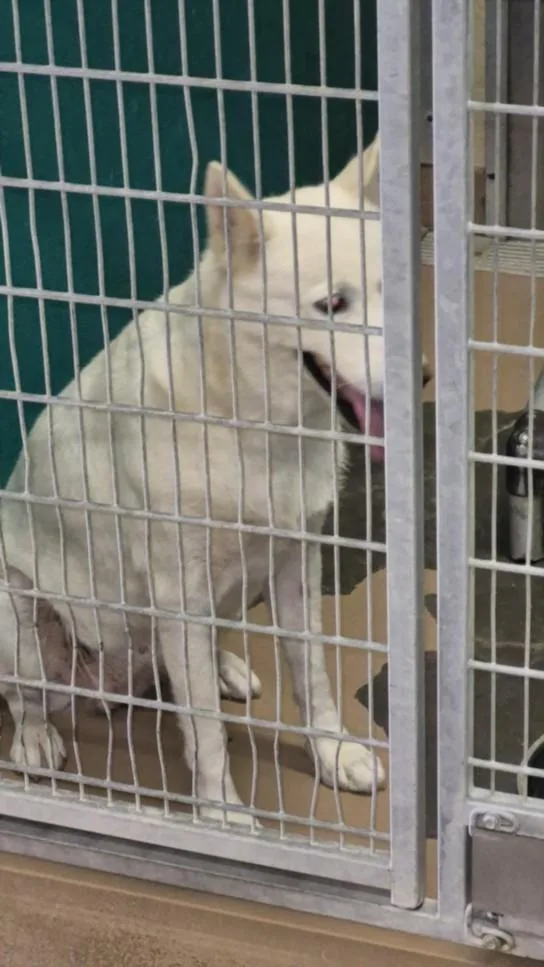 An adult medium-sized female Husky dog named Pawdrey Hepburn for adoption in Texas City, TX