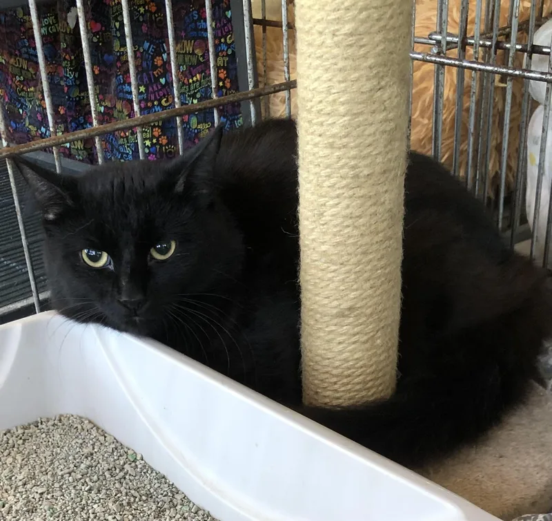 A young medium-sized male Black Domestic Short Hair cat named Fluffy for adoption in Parma, OH