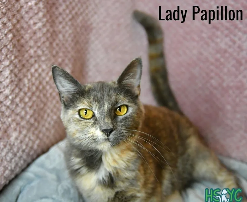 Lady Papillon