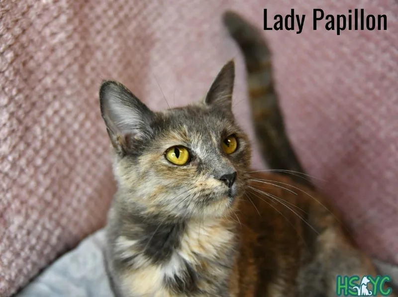 Lady Papillon thumbnail 2