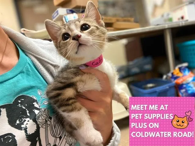 A baby small-sized female Domestic Short Hair cat named Cady for adoption in Fort Wayne, IN