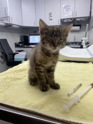 A baby small-sized female Domestic Short Hair cat named Celena for adoption in West Chester, PA