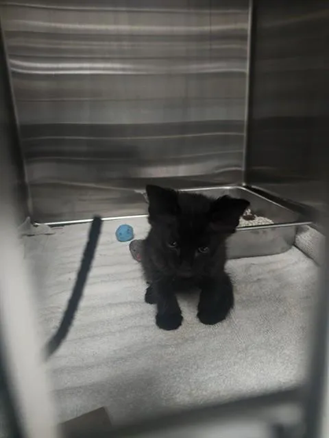A baby small-sized male Domestic Short Hair cat named Cosmos for adoption in Pueblo, CO