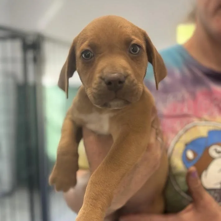 Deviled Egg thumbnail 2