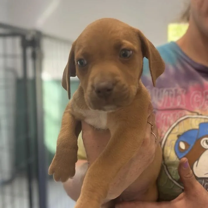 Deviled Egg thumbnail 3