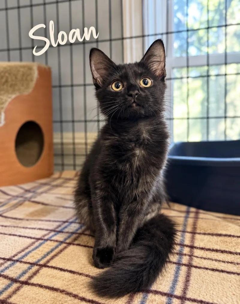 A baby small-sized female Domestic Medium Hair cat named Sloan for adoption in Pawleys Island, SC