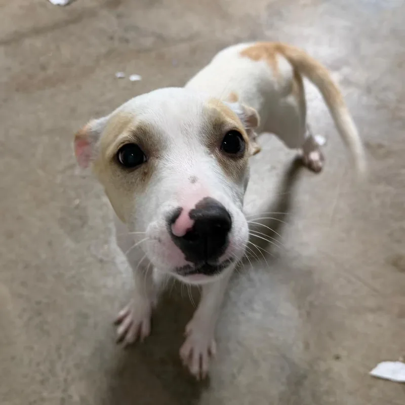 A baby medium-sized female Labrador Retriever dog named Libby for adoption in Tampa, FL