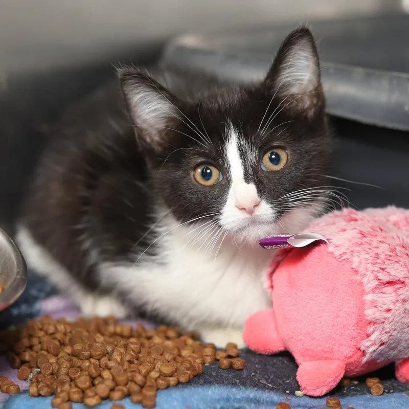 A baby small-sized female Black Domestic Short Hair cat named Gridlock for adoption in Pasadena , MD