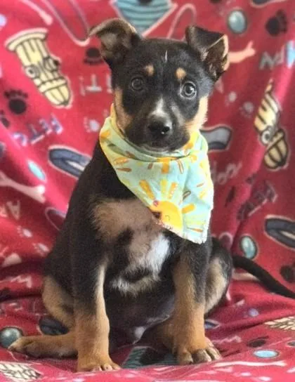 A baby medium-sized male German Shepherd Dog dog named Aqua for adoption in Madison, NJ