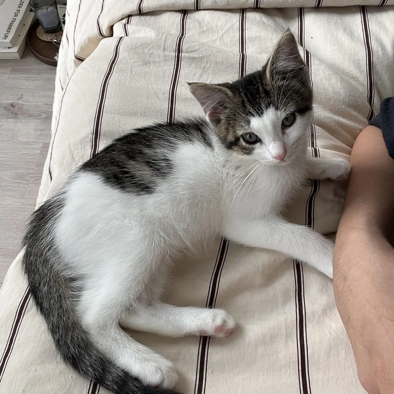 A baby medium-sized female White Domestic Short Hair cat named May for adoption in Brooklyn, NY