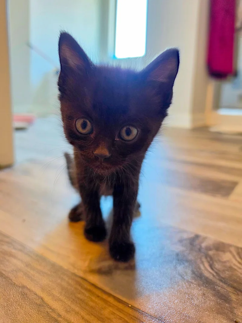 A baby medium-sized male Black Domestic Short Hair cat named Mommy's Boy for adoption in Columbia, SC