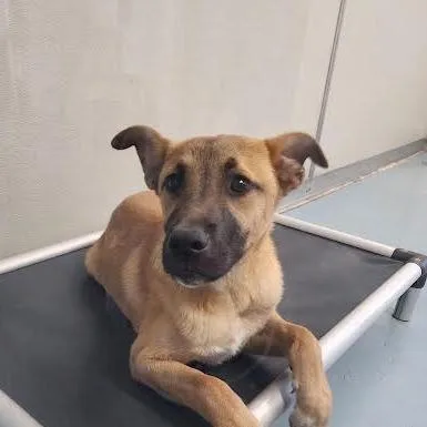 A young medium-sized male Yellow / Tan / Blond / Fawn Shepherd dog named Danny for adoption in Brownsboro, AL