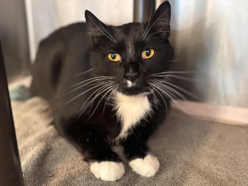 An adult medium-sized male Domestic Short Hair cat named Soot for adoption in Houston, TX