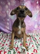 A young small-sized female Brown / Chocolate Chihuahua dog named Mia for adoption in Eagle, CO