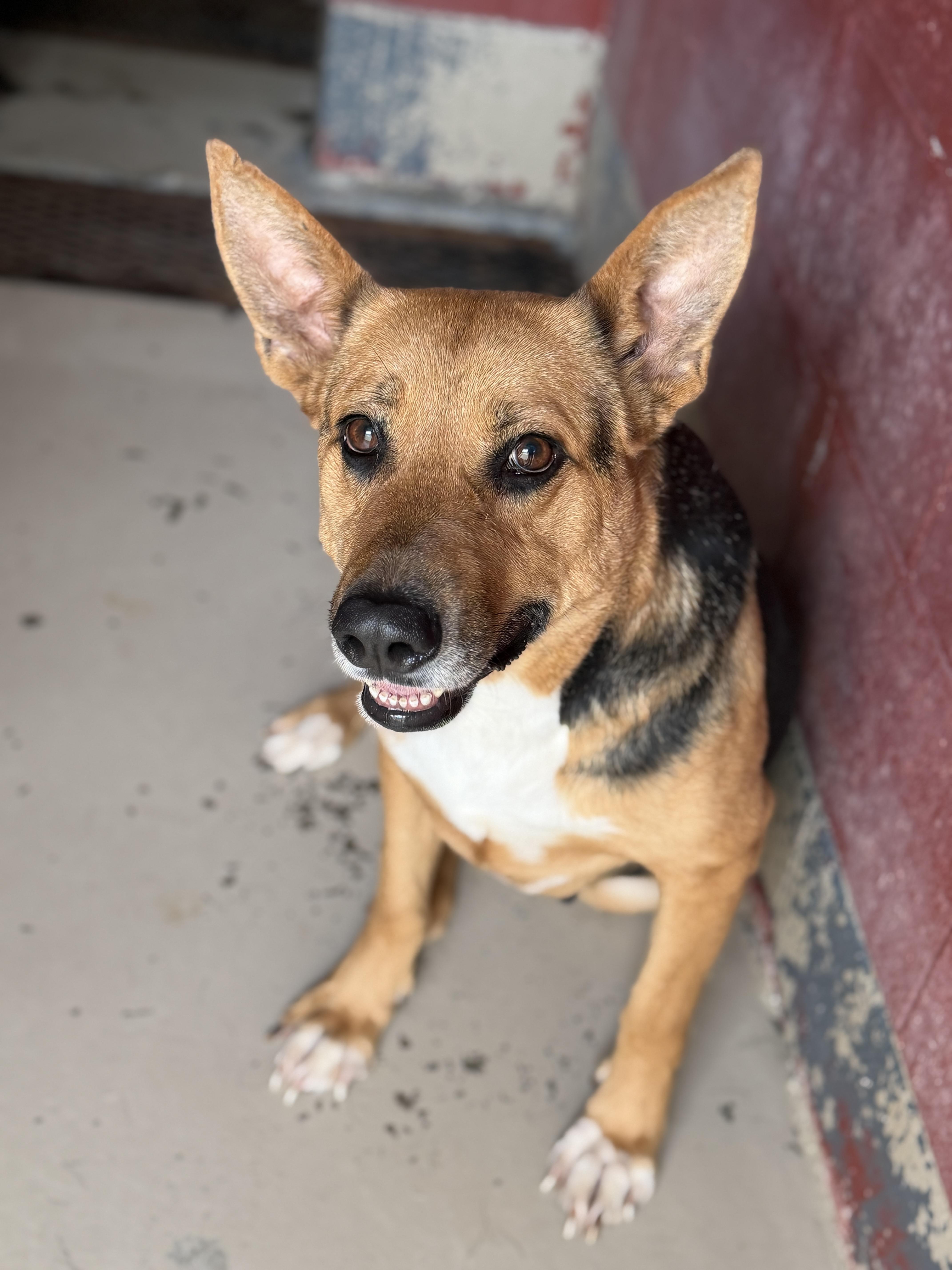 An adult large-sized female German Shepherd Dog dog named Dolly for adoption in Elberton, GA