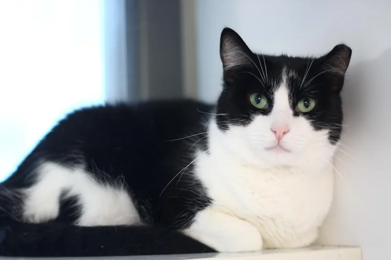 An adult large-sized male Domestic Short Hair cat named Nugget for adoption in Toledo, OH