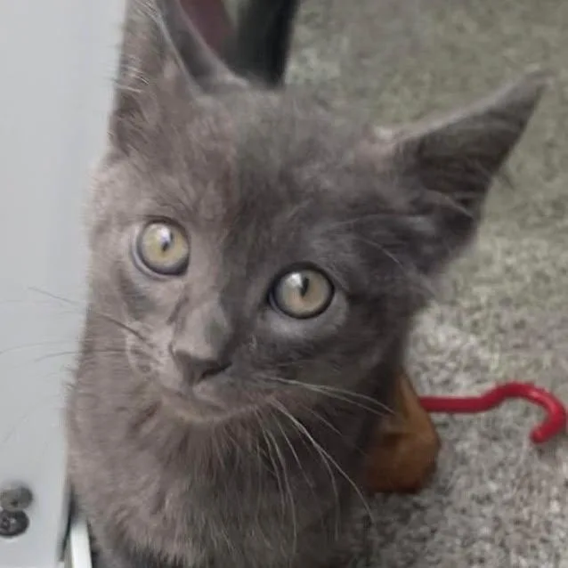 A baby small-sized male Gray / Blue / Silver Domestic Short Hair cat named Sparky C for adoption in Princeton, MN