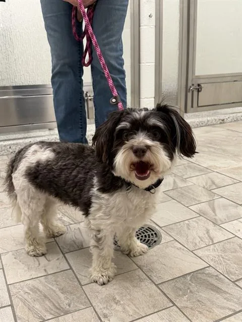 An adult small-sized male Havanese dog named Tucker for adoption in Canfield, OH