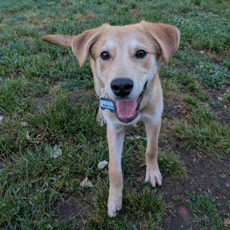 A baby medium-sized male Brown / Chocolate Retriever dog named Barkson for adoption in Wake Forest, NC