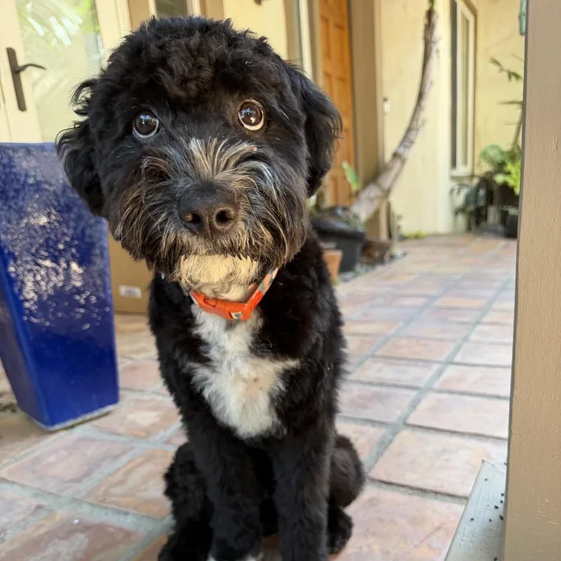 A young small-sized male Black Labrador Retriever dog named Diego for adoption in Long Beach, CA