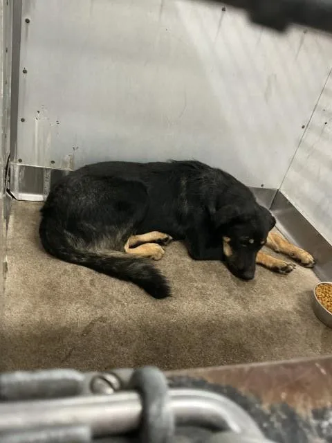 A young medium-sized male German Shepherd Dog dog named Ricardo for adoption in San Bernardino, CA