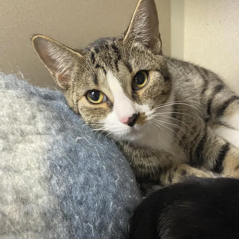 A baby medium-sized female Brown / Chocolate Domestic Short Hair cat named Petrie for adoption in Wantagh, NY