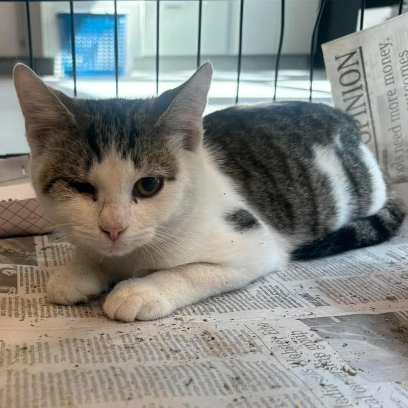 A young medium-sized male White Domestic Short Hair cat named One Eye Willy for adoption in Huntington, WV
