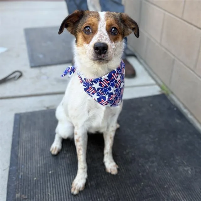 An adult small-sized female Australian Cattle Dog / Blue Heeler dog named Sprite for adoption in Modesto, CA