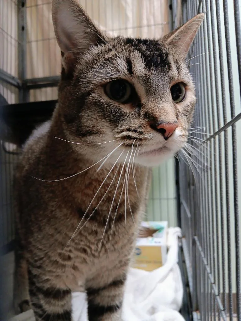 A young large-sized male Domestic Short Hair cat named Annecy for adoption in New Braunfels, TX